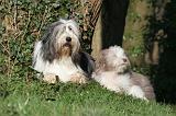 BEARDED COLLIE 381